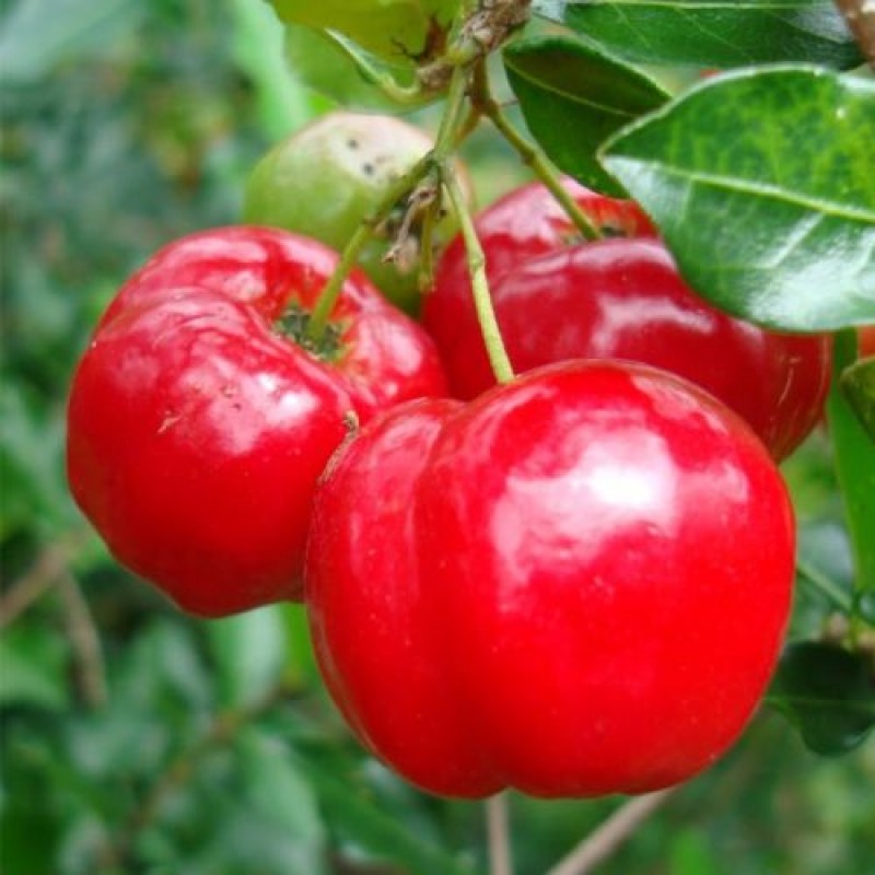 growing a peach tree from a peach pit