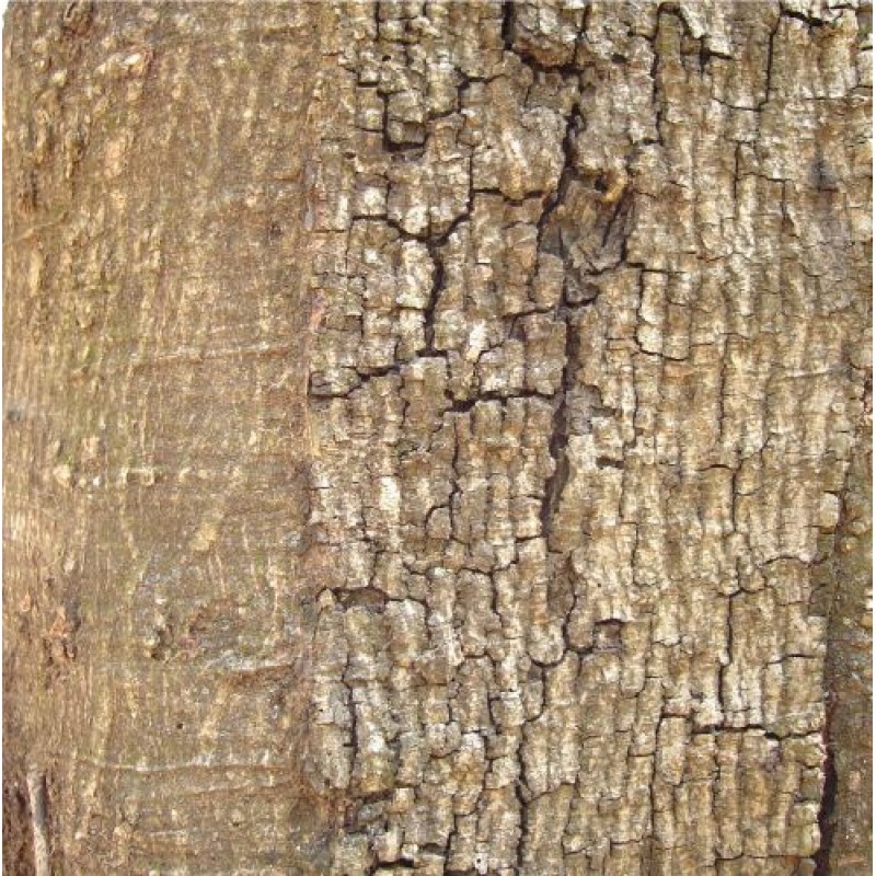 Jatoba Bark Powder