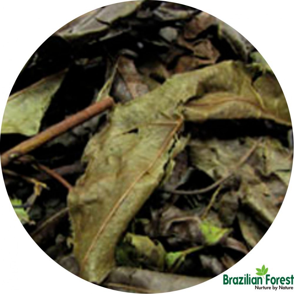 Chá-de-Bugre Leaves 