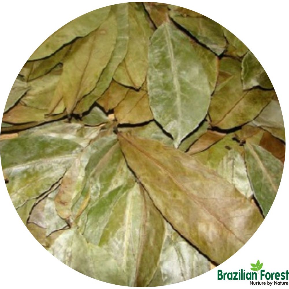 Graviola Leaves 